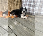 Small Photo #1 Bernedoodle Puppy For Sale in HEMINGWAY, SC, USA