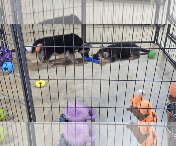 Medium Photo #8 German Shepherd Dog Puppy For Sale in Centreville, VA, USA