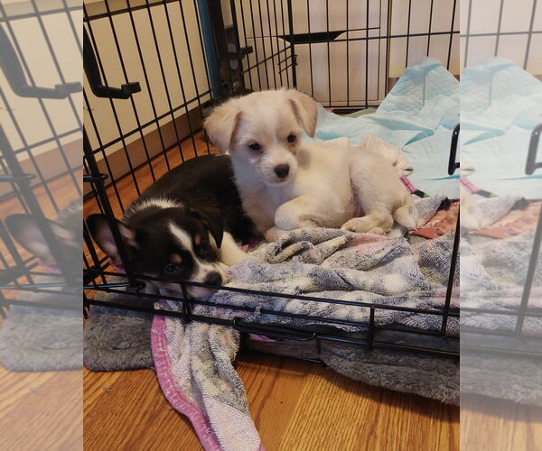 Medium Photo #2 Maltese-Unknown Mix Puppy For Sale in Omaha, NE, USA