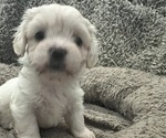 Puppy Barney Zuchon