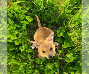 Medium Chihuahua