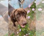 Small Photo #1 Labradoodle Puppy For Sale in ELIZABETH CITY, NC, USA