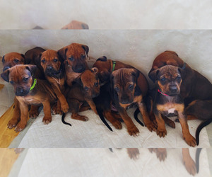 Medium Rhodesian Ridgeback