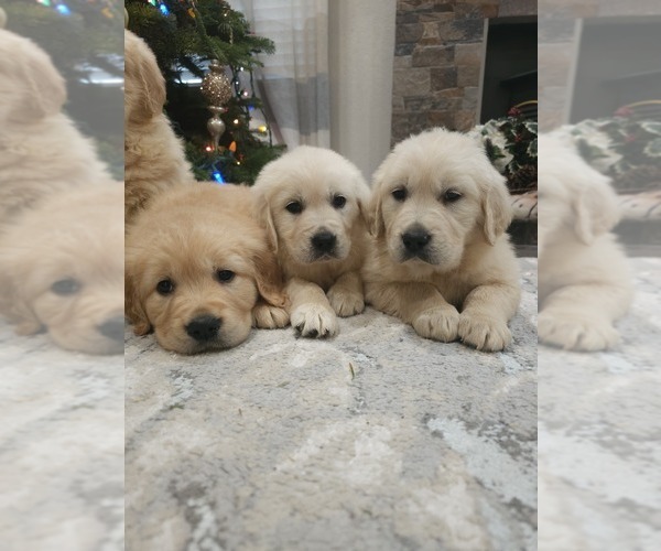 Medium Photo #12 English Cream Golden Retriever Puppy For Sale in ELVERTA, CA, USA