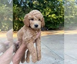 Puppy 5 Goldendoodle