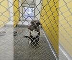 A081229 - Male Catahoula Leopard Dog-Unknown Mix Dog for Adoption - Small photo