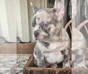 French Bulldog Puppy for Sale in NILES, Michigan USA