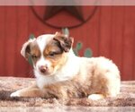 Puppy Angela Australian Shepherd