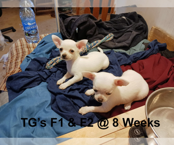 Medium Photo #10 Chihuahua Puppy For Sale in BELLE FOURCHE, SD, USA