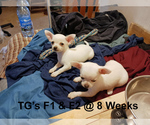 Small #9 Chihuahua