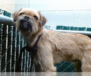 Mutt Dogs for adoption in Downey, CA, USA