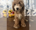Havapoo puppies - Male Havapoo Puppy for Sale - Photo #24