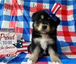 Puppy Puppy 1 Miniature Australian Shepherd