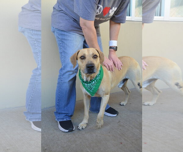 Medium Photo #2 Labrador Retriever-Unknown Mix Puppy For Sale in McKinney, TX, USA