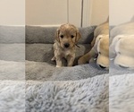 Puppy Puppy 1 Goldendoodle-Poodle (Miniature) Mix