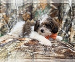 Small #1 ShihPoo