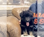 Small Photo #39 German Shepherd Dog Puppy For Sale in BRIGHTON, CO, USA