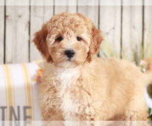 Goldendoodle (Miniature) Puppy for sale in MOUNT VERNON, OH, USA