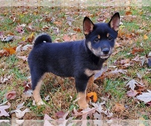 Shiba Inu Puppy for sale in CLARK, MO, USA