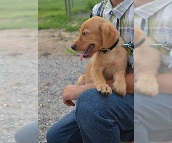 Medium Photo #2 Labrador Retriever Puppy For Sale in GREENWOOD, WI, USA