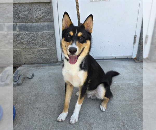 Medium Photo #1 Australian Kelpie Puppy For Sale in Long Beach, CA, USA