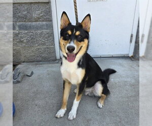 Australian Kelpie Dogs for adoption in Long Beach, CA, USA