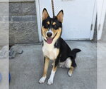 Small Australian Kelpie