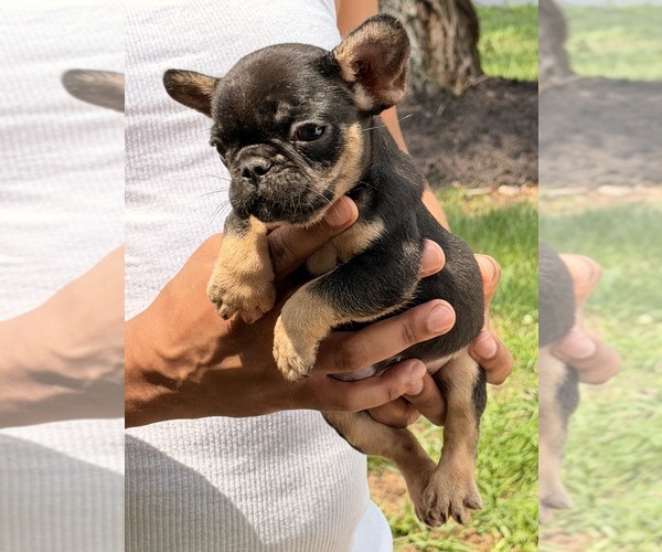 Medium Photo #2 French Bulldog Puppy For Sale in DECATUR, GA, USA