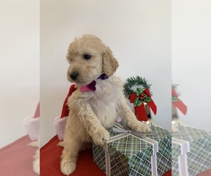 Poodle (Standard) Puppy for sale in SHELL LAKE, WI, USA