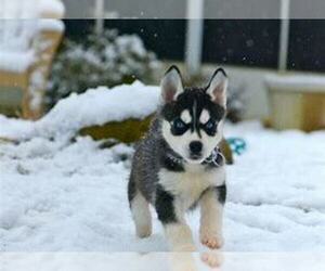 Siberian Husky Puppy for sale in ANDERSON, IN, USA
