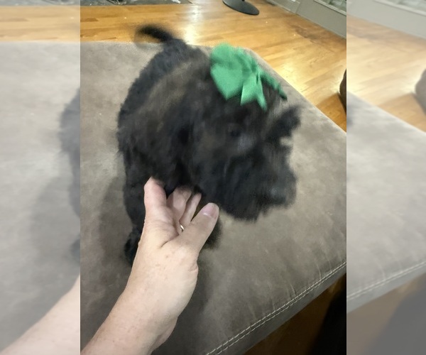 Medium Photo #8 Saint Berdoodle Puppy For Sale in DINWIDDIE, VA, USA