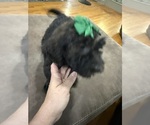Small #7 Saint Berdoodle