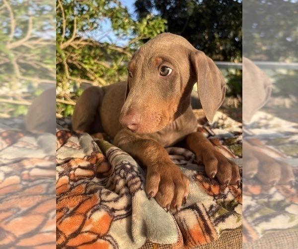 Medium Photo #3 Doberman Pinscher Puppy For Sale in ONTARIO, CA, USA