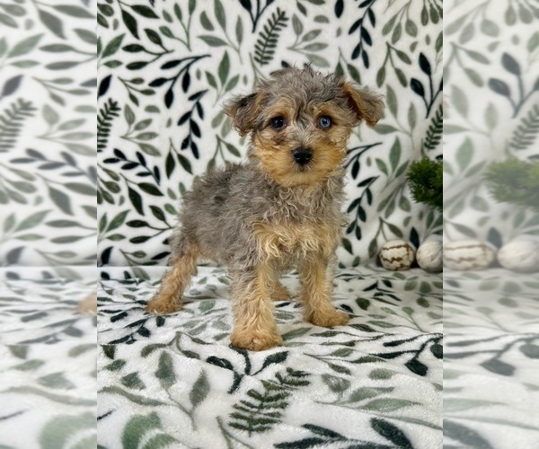 Medium Photo #3 YorkiePoo Puppy For Sale in GREENFIELD, IN, USA