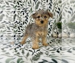 Small #2 YorkiePoo