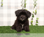 Small #1 Morkie