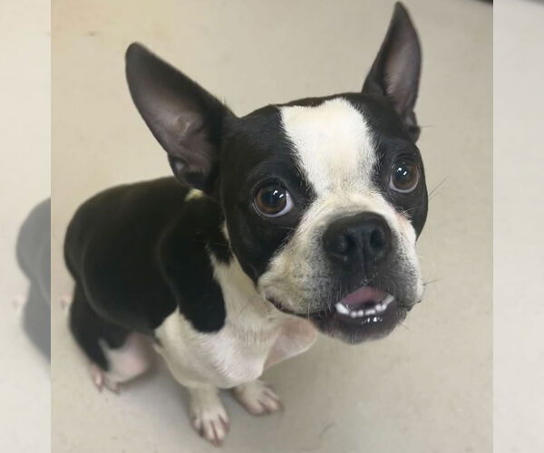 Medium Photo #2 Boston Terrier-Unknown Mix Puppy For Sale in Jefferson, WI, USA