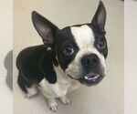 Small #1 Boston Terrier Mix