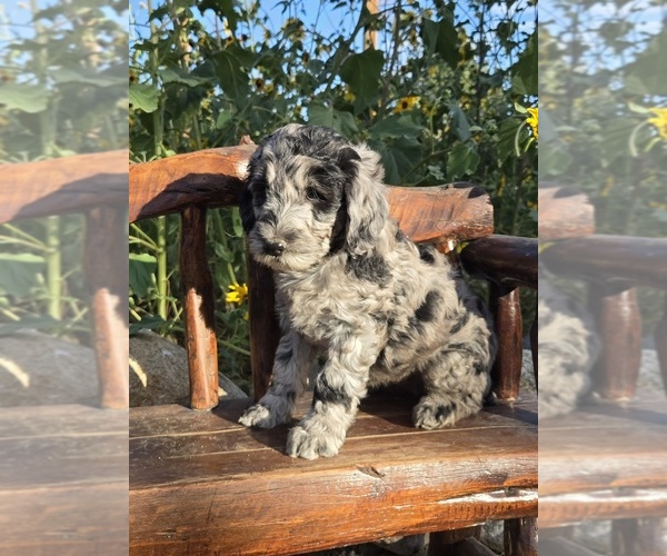 Medium Photo #6 Double Doodle Puppy For Sale in GARDNERVILLE, NV, USA