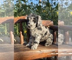 Puppy 3 Double Doodle