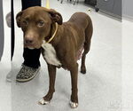 Small #2 Labrador Retriever Mix