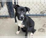 BLUE BELL - Female Mutt Dog for Adoption - Small photo