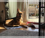 Small #1 German Shepherd Dog