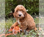 Small #4 Goldendoodle (Miniature)