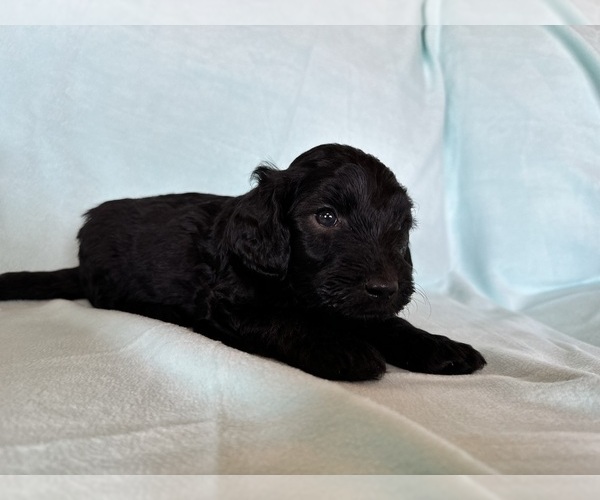 Medium Photo #9 Goldendoodle Puppy For Sale in CHIPLEY, FL, USA