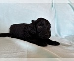 Small #1 Goldendoodle