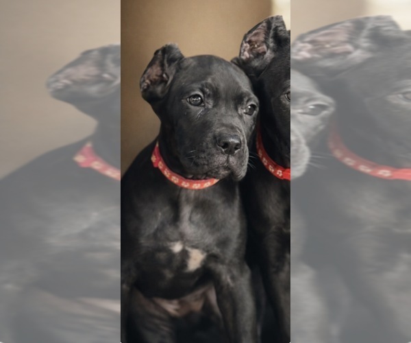 Medium Photo #12 Cane Corso Puppy For Sale in ANDERSON, IN, USA