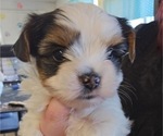Small #9 Yorkshire Terrier
