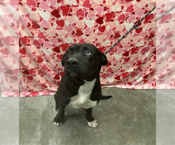 Medium Photo #1 Labrador Retriever-Unknown Mix Puppy For Sale in Rosenberg, TX, USA