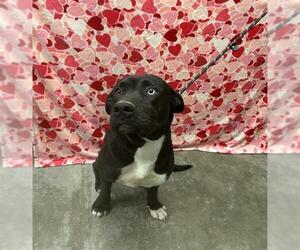 Labrador Retriever-Unknown Mix Dogs for adoption in Rosenberg, TX, USA